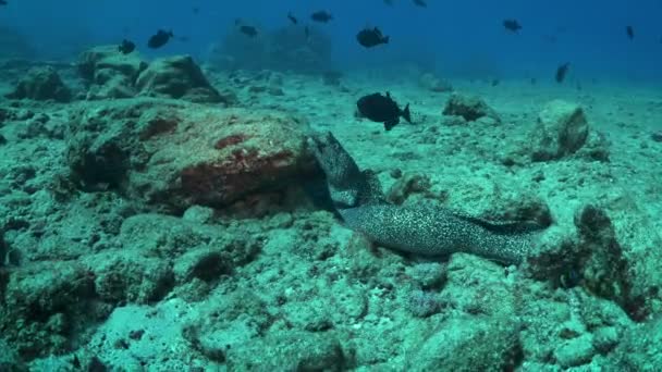 Müren Balığıyla Tüplü Dalış Ağzını Bir Uyarı Olarak Açıyor — Stok video