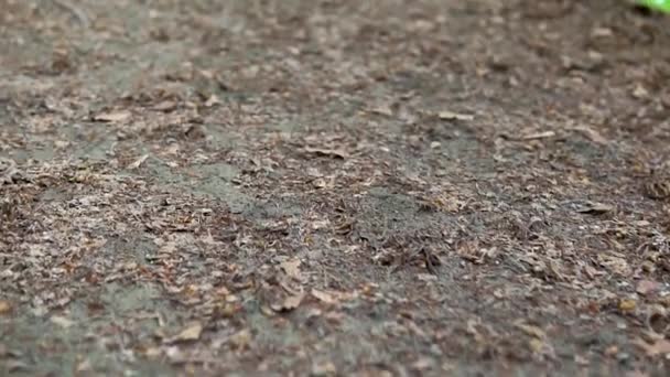 Wandelen Het Bos Klein Pad Lange Lijn — Stockvideo