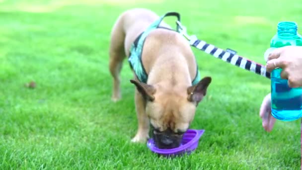 French Bulldog Have Rest Park Paly Her Guardian — Stock Video