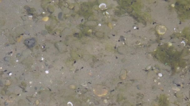 Many Tadpoles Swimming Varying Directions Shallow Lake Slow Motion — Stock Video