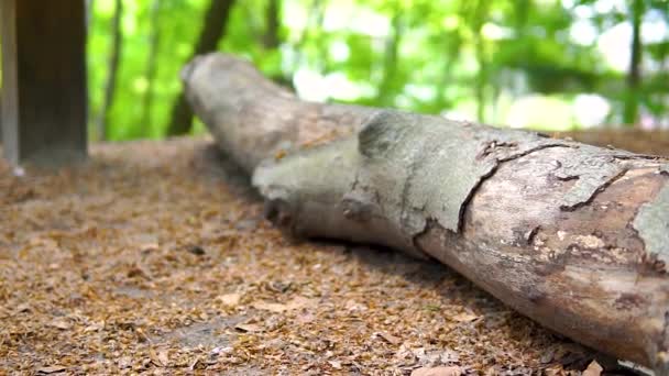 Brutna Träd Vid Havsklimatet Naturlig Plats Skog Bark Och Flis — Stockvideo