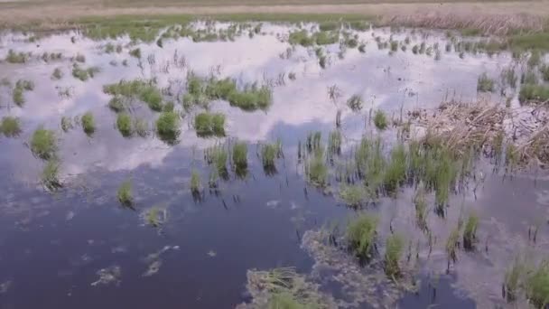 Vista Aérea Estanque Pradera Poco Profundo Con Nubes Reflexión — Vídeos de Stock