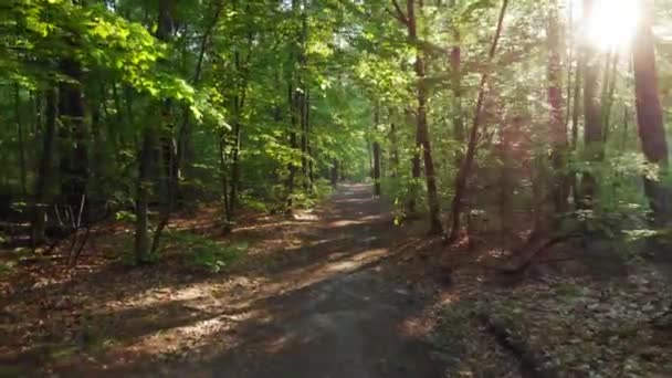 北半球の森の中の道のドリーショット — ストック動画
