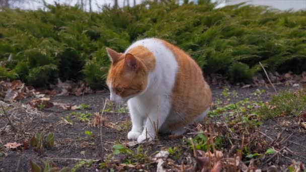Μια Γάτα Έξω Στον Κήπο Μυρίζει Πράγματα — Αρχείο Βίντεο