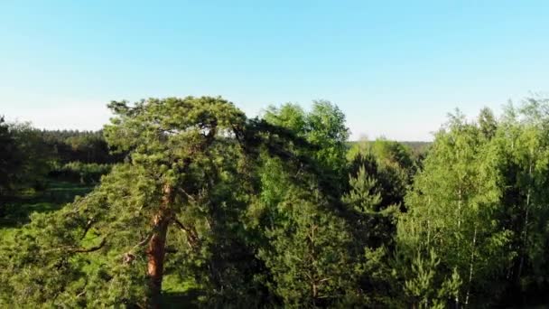 Dennenboom Geschoten Met Zonlicht Rondom — Stockvideo