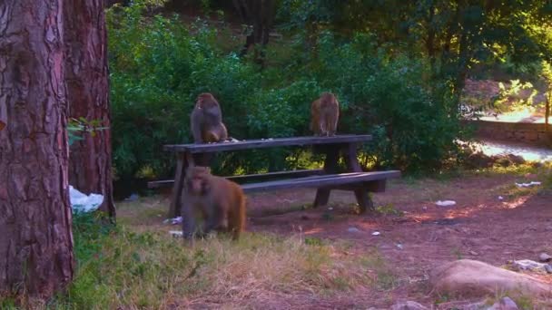 Małpy Parku Które Mają Duże Drzewa Jedząc Resztki Chleba Ławki — Wideo stockowe
