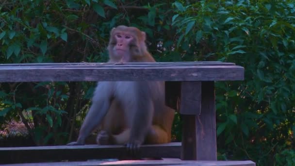 Macacos Parque Sentaram Banco Observando Árvores Verdes Parte Trás — Vídeo de Stock