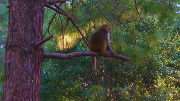 Een Aap Zit Tak Van Een Dennenboom Kijkend Naar Camera — Stockvideo