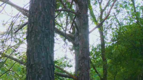 Macaco Sentou Ramo Pinheiro Alto Parque Muitos Outros Pinheiros Câmera — Vídeo de Stock