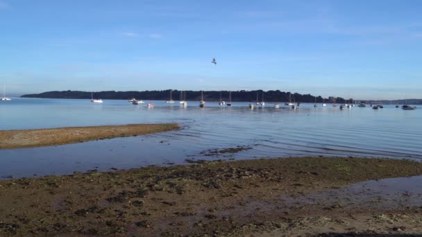 Île Brownsea Port Poole Plan Panoramique Lent — Video