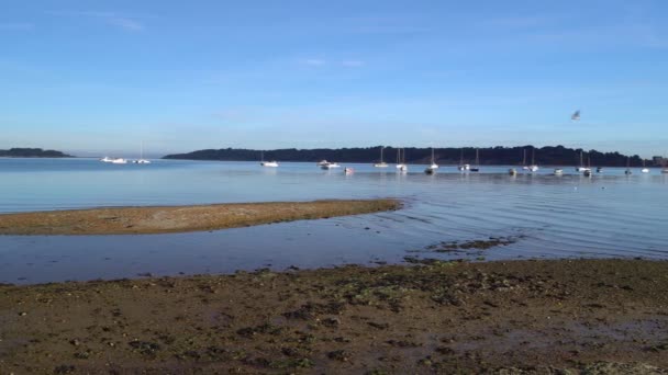 Île Brownsea Port Poole Plan Panoramique Lent — Video