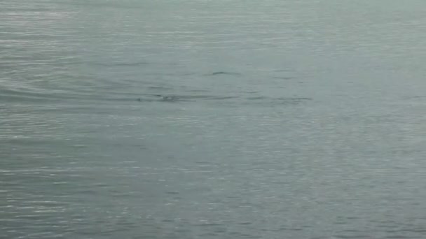 苏厄德营地向大海望去 看着海洋中的海豹 — 图库视频影像