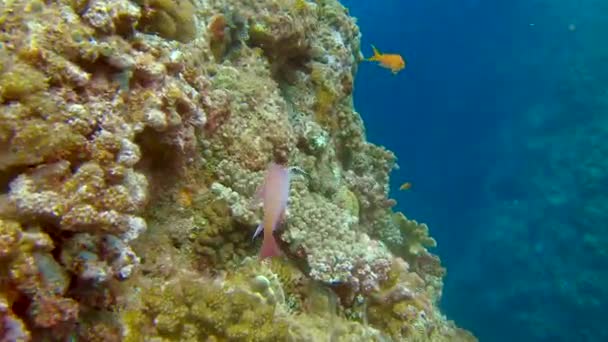 Close Shot Male Fuschia Female Orange Sea Goldie Aka Scalefin — Stock video