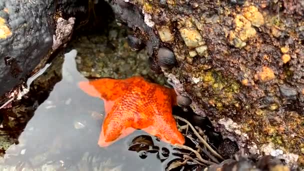 鲜亮的橙色海星 红色斑点爬行而去 在一个活跃的海潮池中的岩石下找到了掩蔽物 — 图库视频影像
