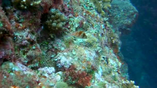 Primer Plano Del Pez Halcón Enano Nadando Sobre Coral Mar — Vídeos de Stock
