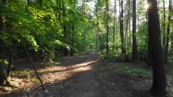 Pov Dolly Ujęcie Ścieżki Borealnym Lesie — Wideo stockowe