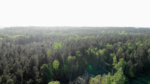 Zdjęcie Lotu Ptaka Borealnego Polskiego Lasu Europie Wschodniej — Wideo stockowe