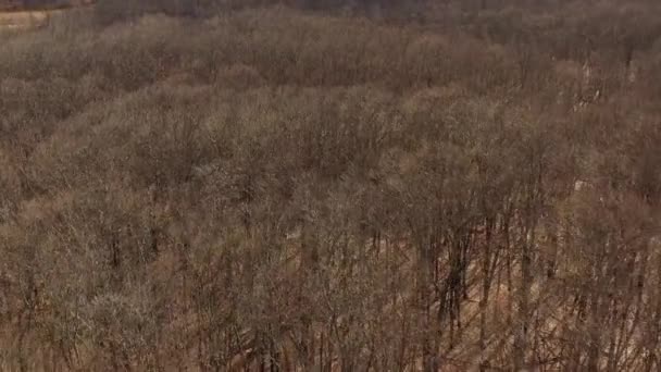 Drohne Fliegt Über Kahlen Baumbestand Den Catskill Mountains — Stockvideo