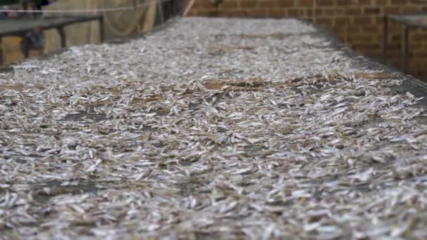 Lent Coup Curseur Petits Poissons Séchant Sur Casier Poissons Dans — Video