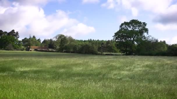ノースヨークシャーの干し草の牧草地で長い草の中を風の波紋 — ストック動画