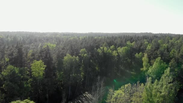 Aerial Dolly Shot Boreal Polish Forest Eastern Europe — Stock Video