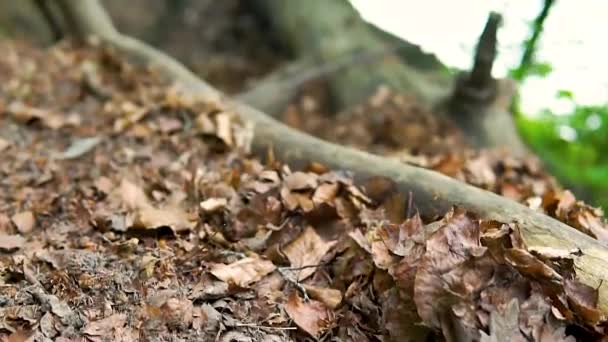 Schöne Wurzeln Und Bäume Wandern Wald Natürlicher Weg — Stockvideo