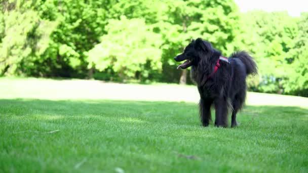 Svart Hund Flyr Från Ramen Springer Parken Lycklig Hund — Stockvideo