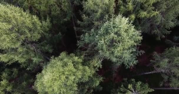 Deze Droneshot Werd Genomen Een Driedaagse Reis Naar Harz Forrest — Stockvideo