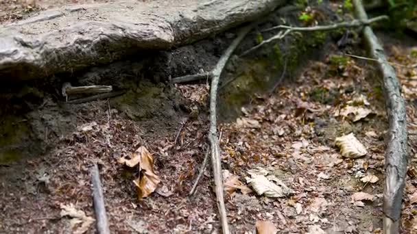 Caminhando Floresta Caminho Pequeno Longa Linha — Vídeo de Stock