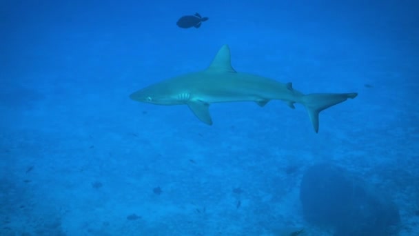 Potápění Mladistvým Žralokem Galapágovým — Stock video