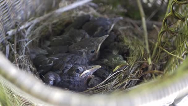 在单车篮内筑巢的雀鸟宝宝的尸体 — 图库视频影像