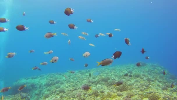 Escola Donzela Margens Pretas Cromis Robusto Pufferfish Nadando Juntos — Vídeo de Stock