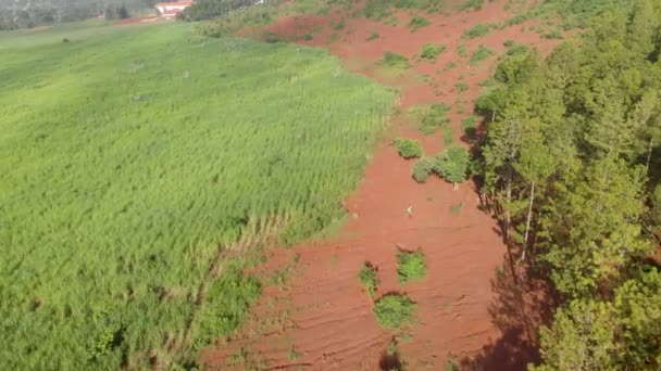 空中拍摄的非常小的人走在松树林种植园和山上的甘蔗园之间 — 图库视频影像