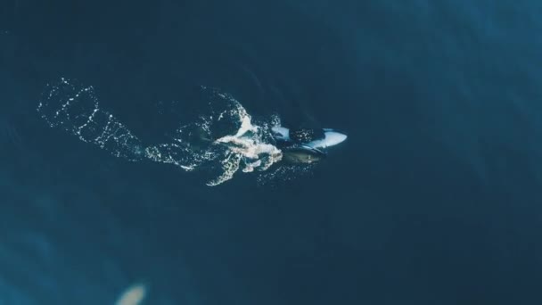 Dos Orcas Nadando Juntas Patagonia Tiro Aéreo 60Fps — Vídeo de stock