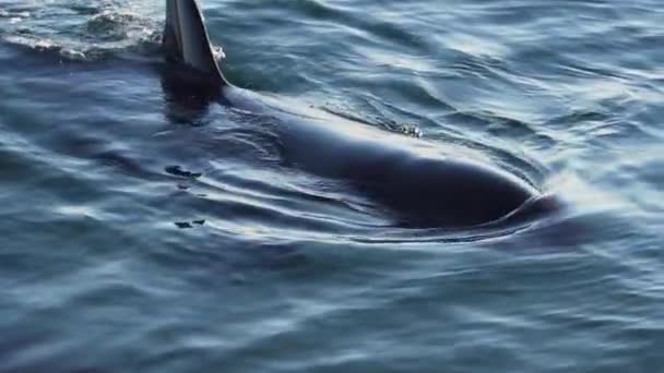 Orca Respirar Muy Cerca Soplando Spray Cerrar Disparo Slow Motion — Vídeo de stock