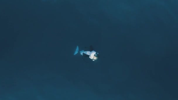 Orca Bricht Aus Und Schlägt Den Flux Luftbild 60Fps — Stockvideo