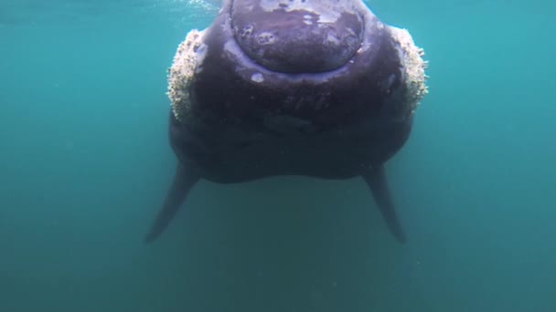 Ballena Franca Sureña Acercándose Directamente Cámara Disparo Cerca Del Ojo — Vídeo de stock