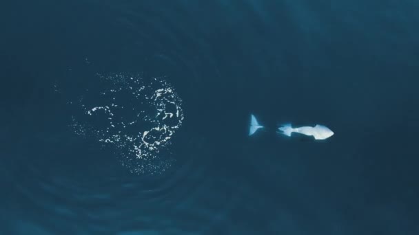 Orca Berenang Sisi Bawah Berbalik Dan Pergi Jauh 60Fps — Stok Video
