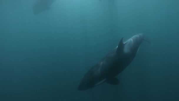 Orcas Schwimmen Der Nähe Der Kamera Unterwasseraufnahmen Zeitlupe — Stockvideo