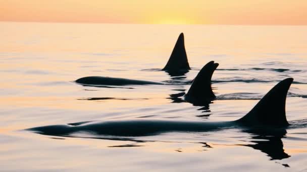 Orcas组在日落时一起游泳 小船在慢动作后 — 图库视频影像