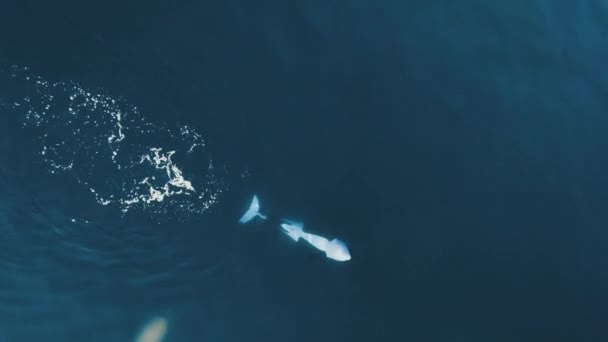 Orca Salta Superficie Aguas Tranquilas Plano Aéreo 60Fps — Vídeos de Stock