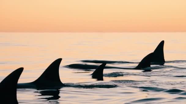 Orcas组在日落时一起在半岛山谷中游泳帕塔戈尼亚慢动作 — 图库视频影像
