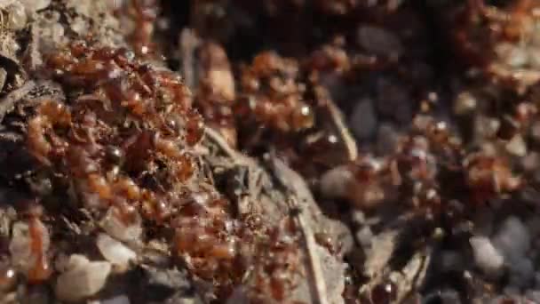 Colonia Formiche Che Muovono Selvaggiamente Nel Caos Primo Piano Ancora — Video Stock