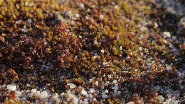 Sacco Piccole Formiche Che Strisciano Pietra Muschio Macro Primo Piano — Video Stock