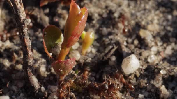 小石や葉の周りの地面に這う小さなアリの数十 まだマクロショット — ストック動画
