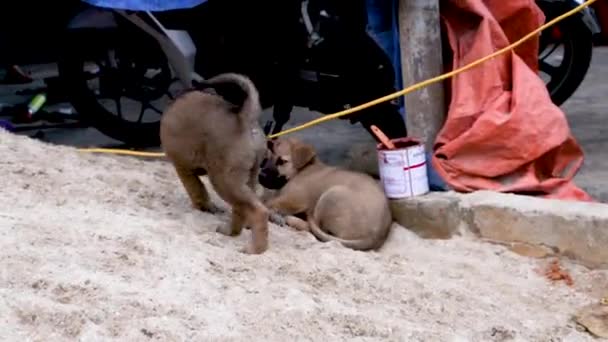 Štěňátka Hrají Hrabou Odpadcích Kvůli Jídlu Podél Ulice Severním Vietnamu — Stock video