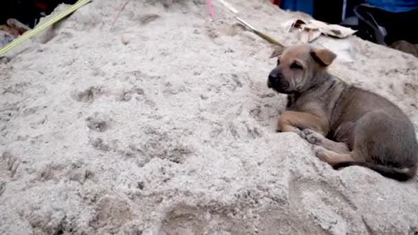 Cuccioli Che Giocano Scavano Nella Spazzatura Cerca Cibo Lungo Strada — Video Stock