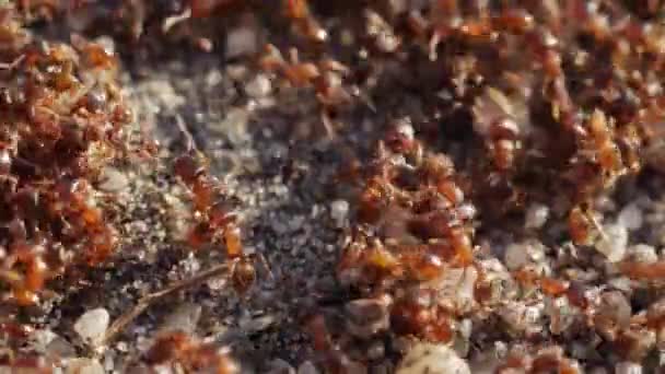 Büyük Bir Karınca Kolonisi Kaos Içinde Yerde Sürünüyor Hala Makro — Stok video