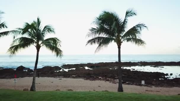 Drónlövedék Repült Pálmafákon Gyönyörű Kilátás Nyílik Cápa Öbölre Oahun Hawaiin — Stock videók