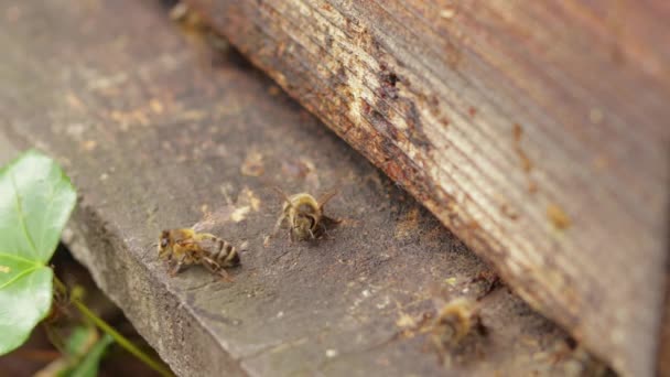 Kevés Méh Lóg Egy Fából Készült Méhkas Bejáratánál Míg Más — Stock videók